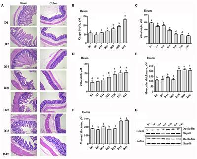 Changes of Gut Microbiota and Its Correlation With Short Chain Fatty Acids and Bioamine in Piglets at the Early Growth Stage